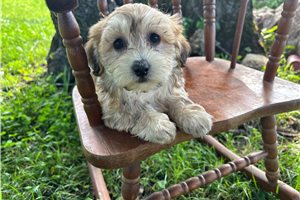 Enid - Havanese for sale
