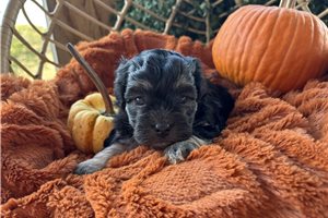 Kyle - Havanese for sale
