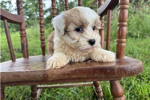 Elmer - Havanese for sale