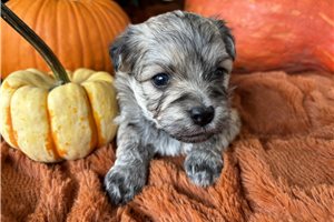 Jillian - puppy for sale