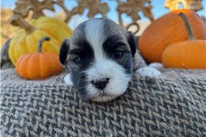 Felicia - puppy for sale