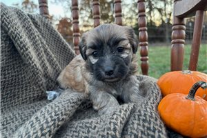 Heidi - puppy for sale