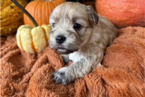 Jessica - puppy for sale