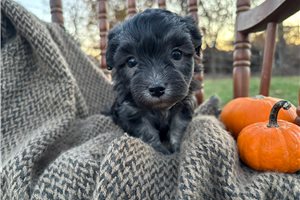 Harriet - puppy for sale
