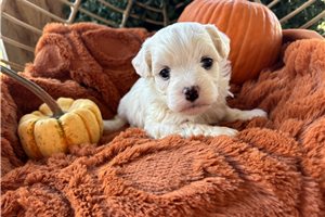 Kingston - Havanese for sale