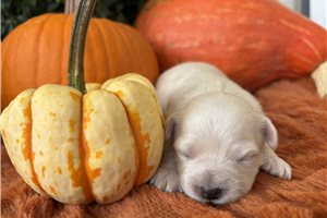 Kenzie - puppy for sale