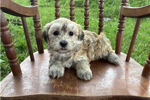 Enid - Havanese for sale