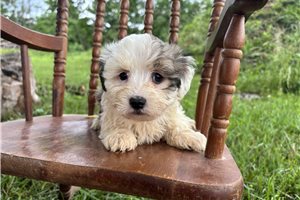 Elliott - Havanese for sale