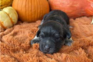Kyle - puppy for sale