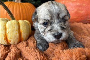 Jamison - puppy for sale