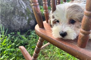 Elliott - Havanese for sale