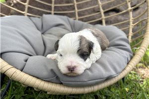 Elliott - puppy for sale