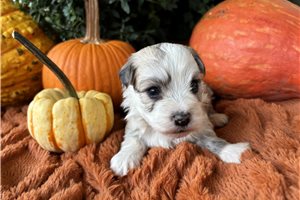Jade - Havanese for sale