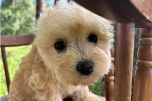 Missy - Havanese for sale