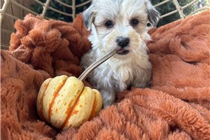 Jade - Havanese for sale