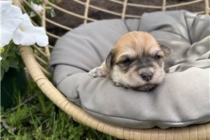 Enid - puppy for sale