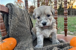 Herman - Havanese for sale
