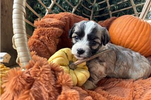 Kevin - Havanese for sale