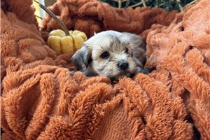 Jamison - Havanese for sale