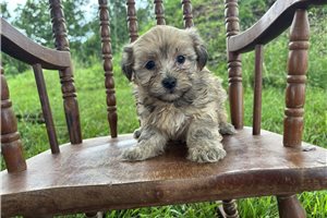 Emma - Havanese for sale