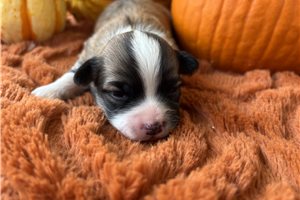 Kevin - Havanese for sale