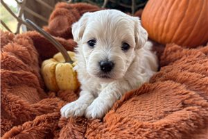 Kenzie - Havanese for sale