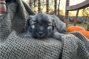 Foxy - Havanese for sale