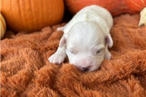 Kingston - puppy for sale