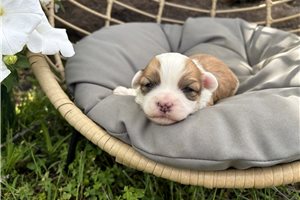 Elmer - Havanese for sale