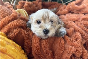 Jessica - Havanese for sale