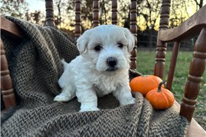 Foster - puppy for sale
