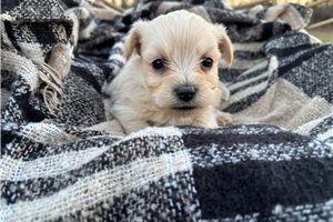 Giovanni - Havanese for sale