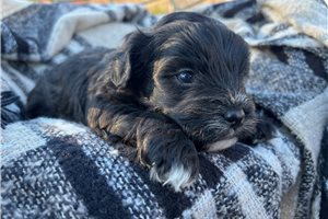 Cash - Havapoo for sale