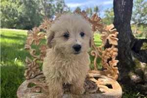 Ridley - Havapoo for sale