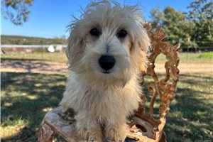 Ridley - Havapoo for sale