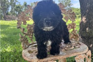 Tiffy - Havapoo for sale