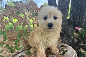 Missy - Havapoo for sale