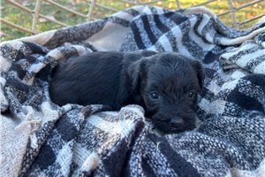 Casey - Havapoo for sale