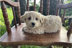 Ridley - Havapoo for sale