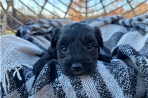 Camille - Havapoo for sale