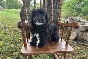 Tiffy - puppy for sale
