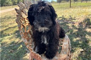 Tiffy - Havapoo for sale