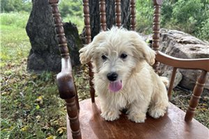 Ridley - Havapoo for sale