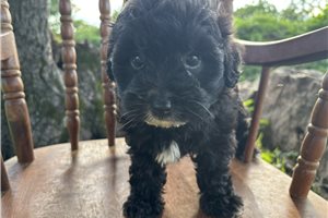 Tiffy - puppy for sale