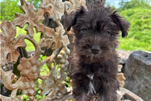 Lakyn - Miniature Schnauzer for sale