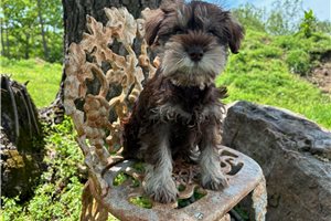 Iris - Schnauzer, Miniature for sale