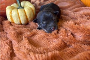 Hidalgo - Miniature Schnauzer for sale