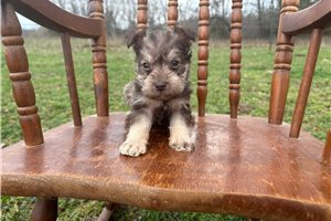Isaiah - Schnauzer, Miniature for sale