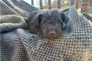 Hendrick - Schnauzer, Miniature for sale