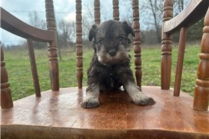 Iris - Schnauzer, Miniature for sale
